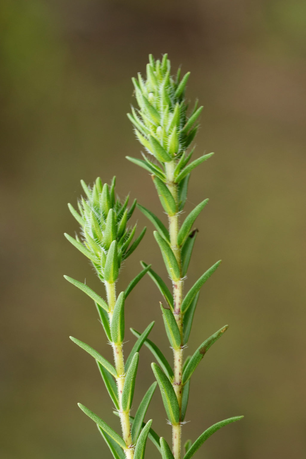 20 MEDITERRANEAN THYME Spiked Thymbra Spicata Pink Savory Herb Za’atar Perennial Herb Flower Seeds