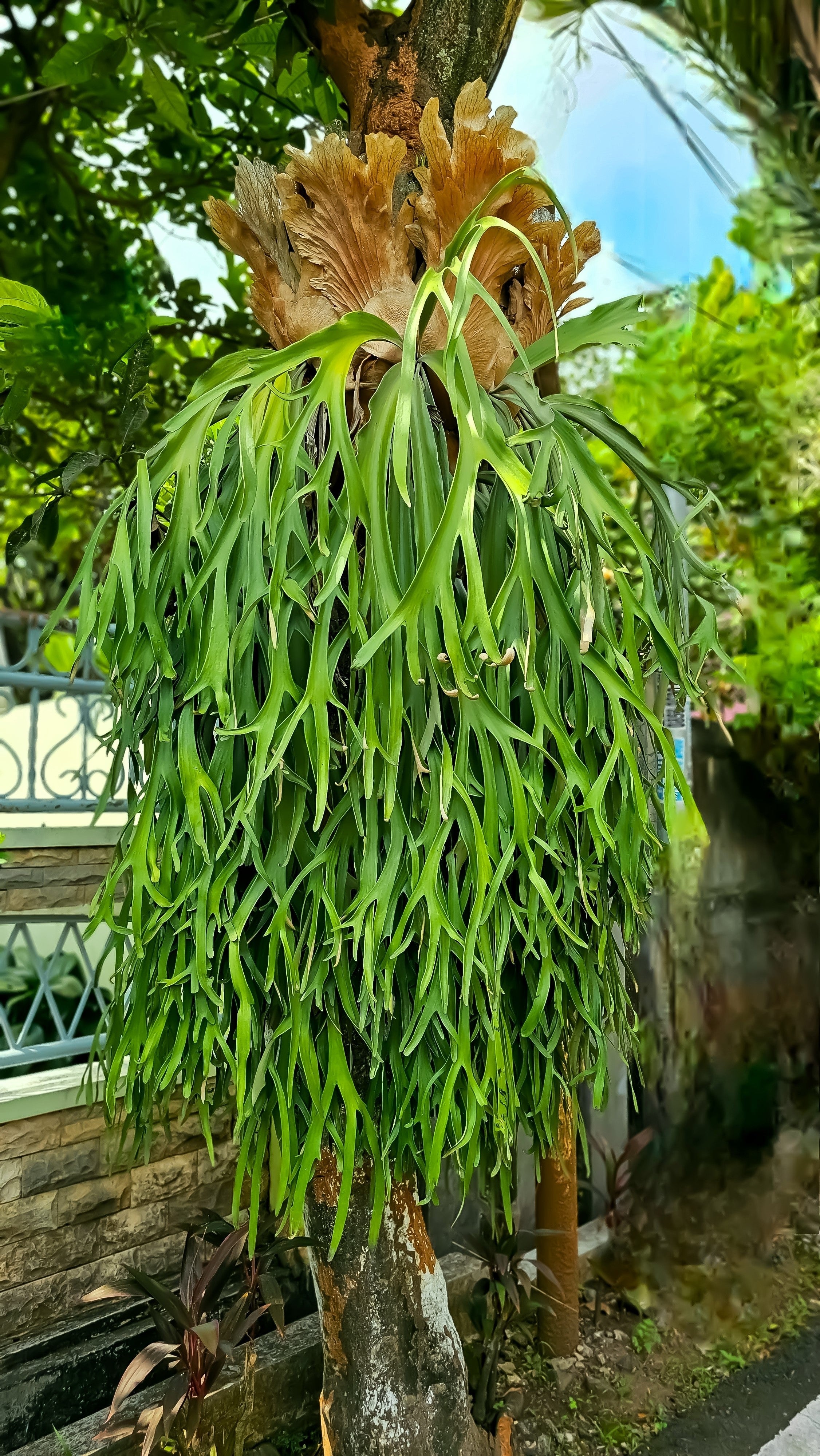500 + Spores STAGHORN FERN Platycerium Bifurcatum Elkhorn Seeds