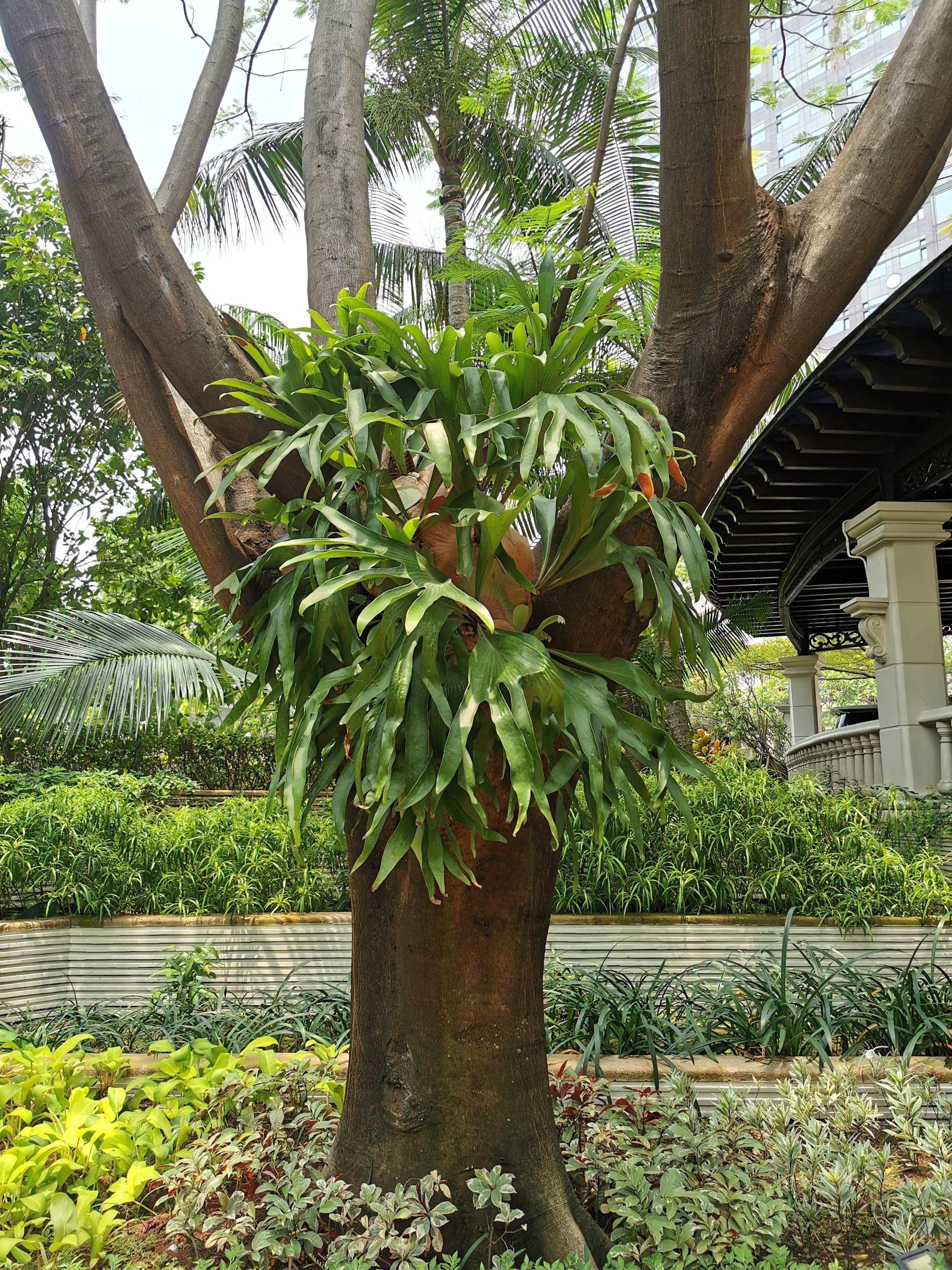 500 + Spores STAGHORN FERN Platycerium Bifurcatum Elkhorn Seeds