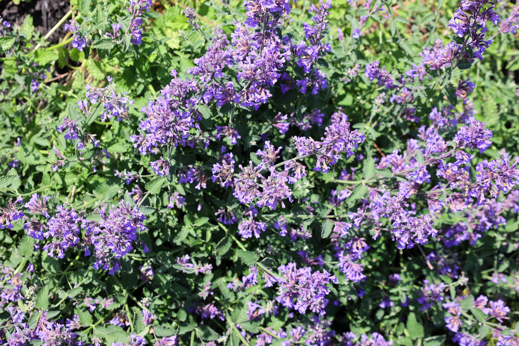50 PERSIAN CATMINT Mussins Nepeta Racemosa Flower Seeds