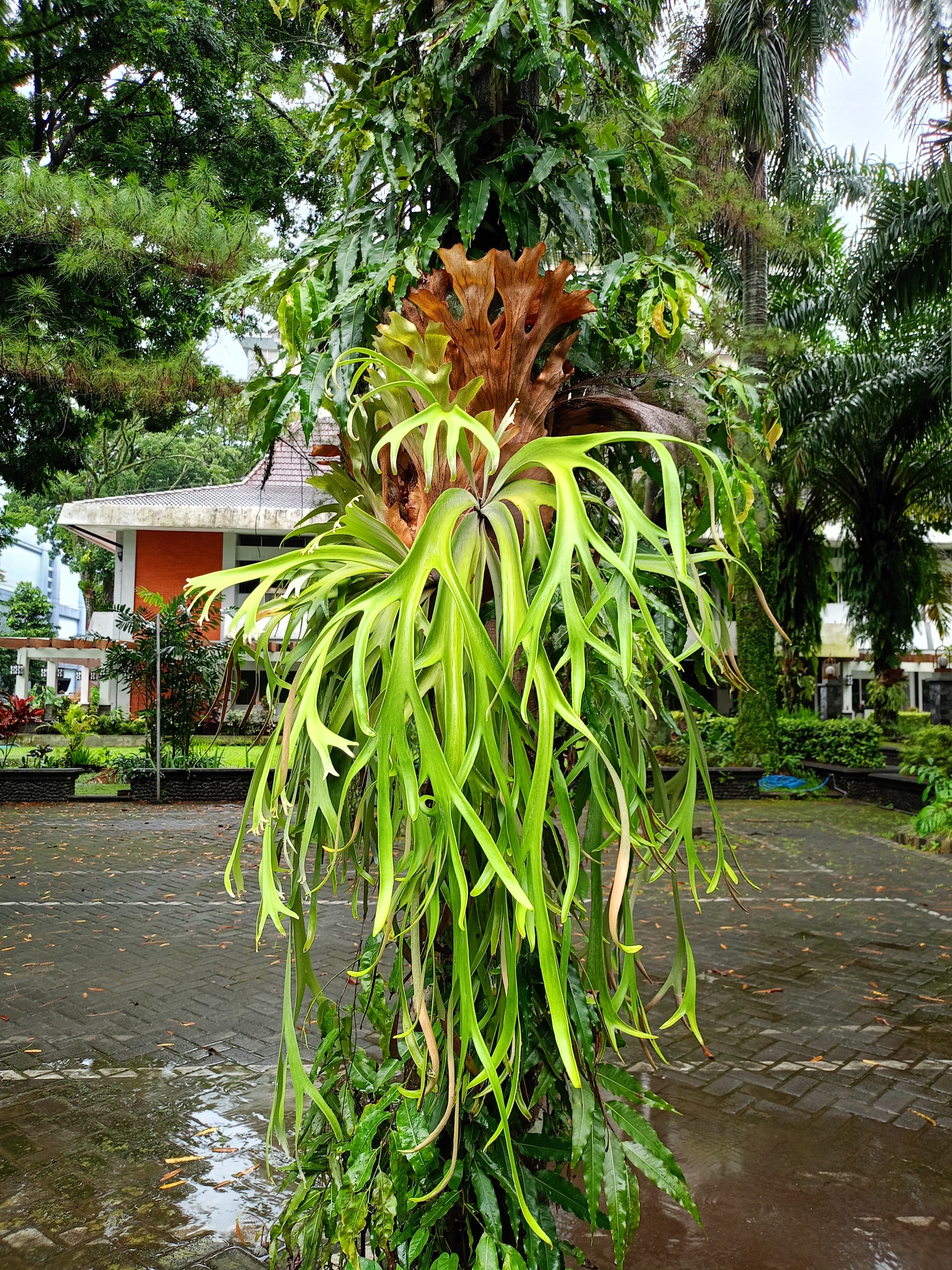 500 + Spores STAGHORN FERN Platycerium Bifurcatum Elkhorn Seeds