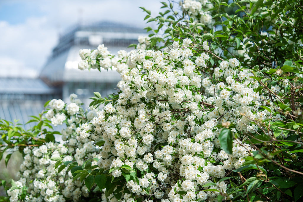 20 SWEET MOCK ORANGE English Dogwood Philadelphus Coronarius Shrub Flower Seeds