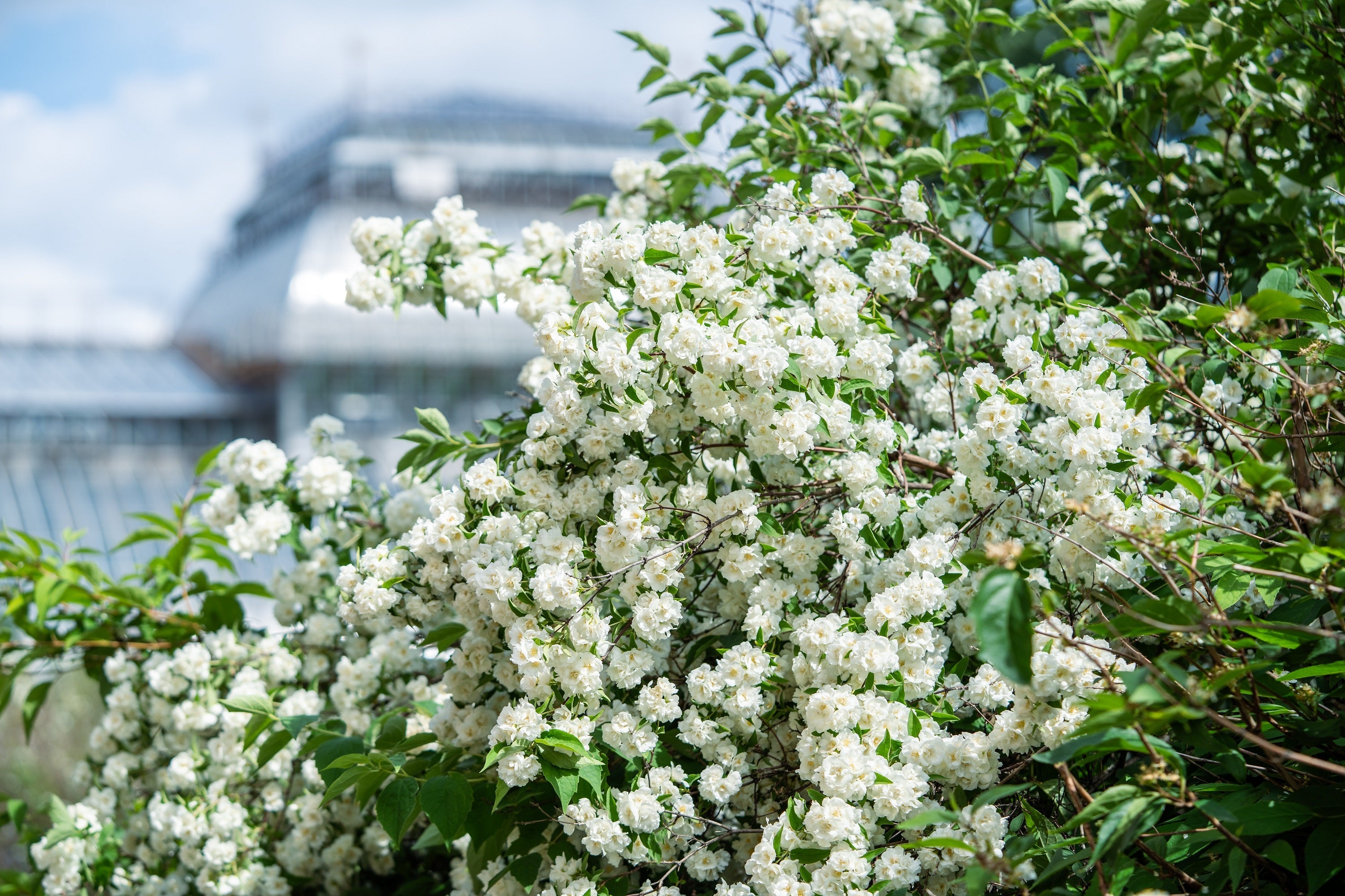 20 SWEET MOCK ORANGE English Dogwood Philadelphus Coronarius Shrub Flower Seeds