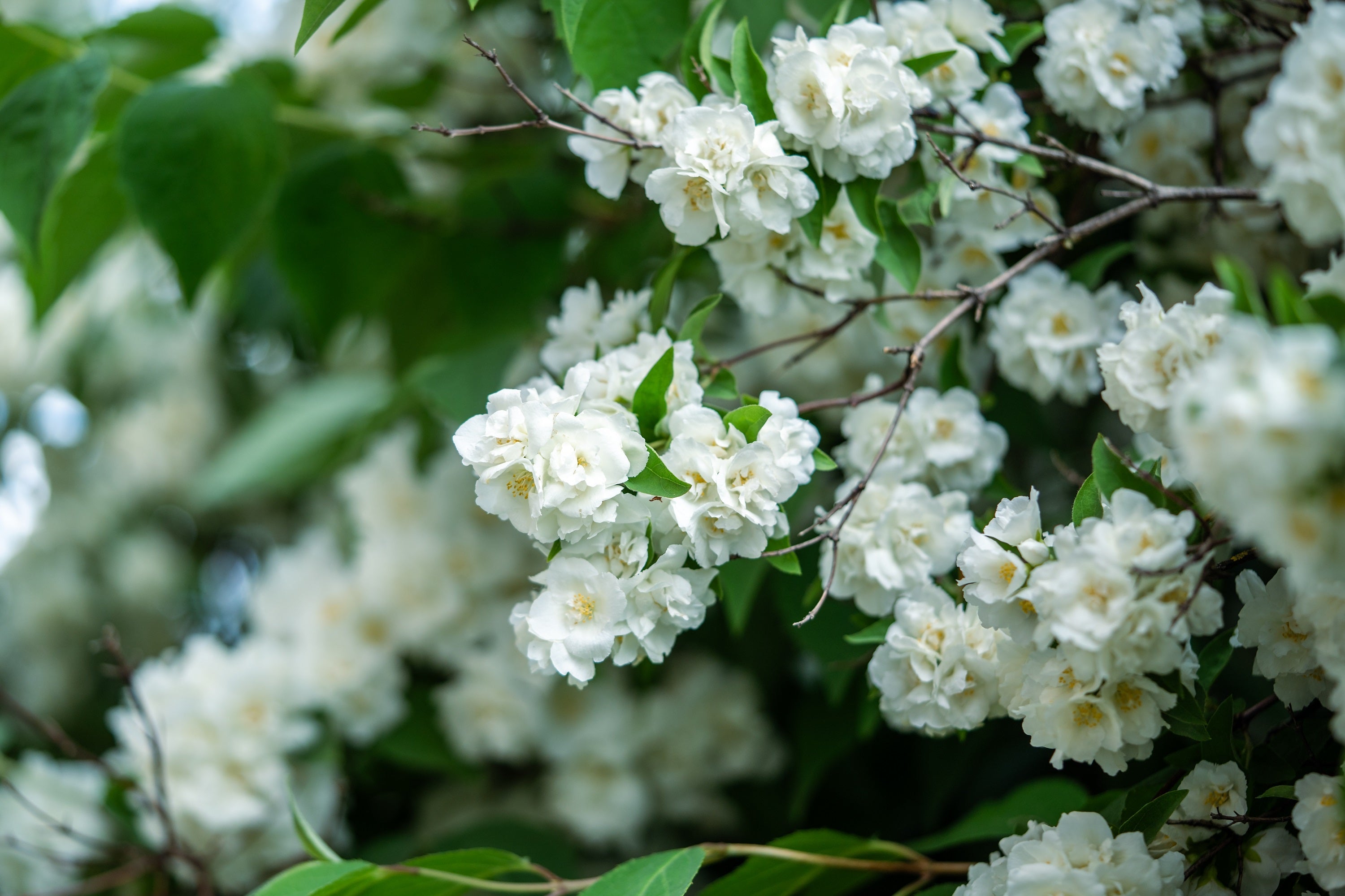 20 SWEET MOCK ORANGE English Dogwood Philadelphus Coronarius Shrub Flower Seeds