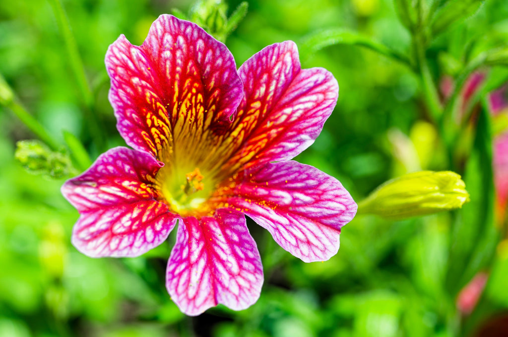 200 Mixed Colors PAINTED TONGUE (Velvet Trumpet Flower) Salpiglossis Grandiflora Virgiana Flower Seeds