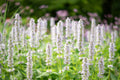 500 GIANT YELLOW HYSSOP Agastache Nepetoides Herb Flower Seeds