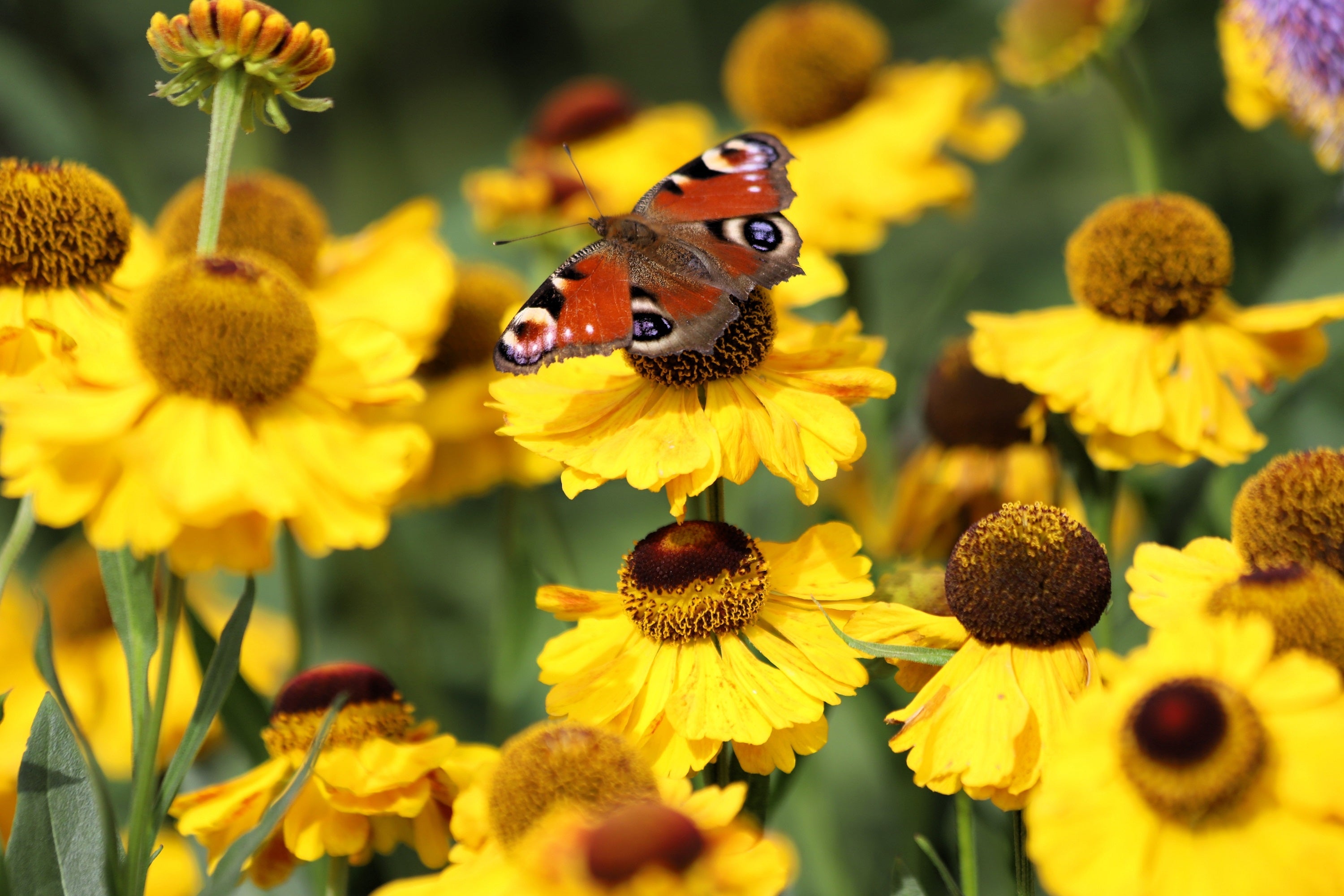 2000 AUTUMN SNEEZEWEED (Dogtooth Daisy / Helens Flower / Bittersweet) Helenium Autumnale Flower Seeds