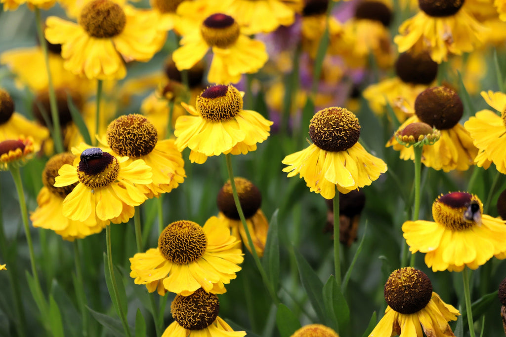 2000 AUTUMN SNEEZEWEED (Dogtooth Daisy / Helens Flower / Bittersweet) Helenium Autumnale Flower Seeds