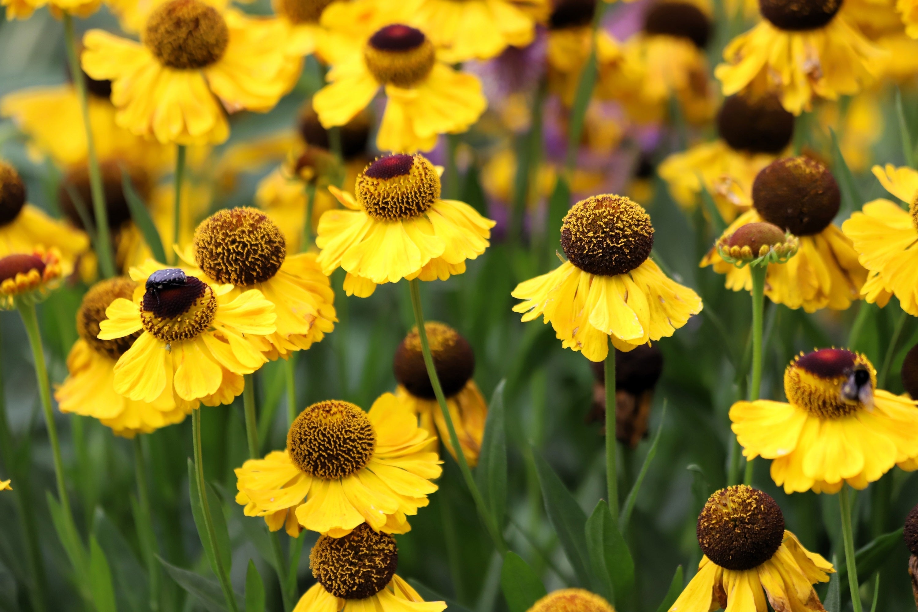 2000 AUTUMN SNEEZEWEED (Dogtooth Daisy / Helens Flower / Bittersweet) Helenium Autumnale Flower Seeds