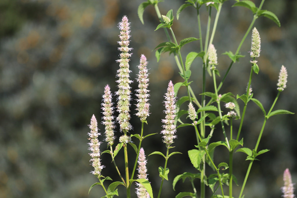 500 GIANT YELLOW HYSSOP Agastache Nepetoides Herb Flower Seeds