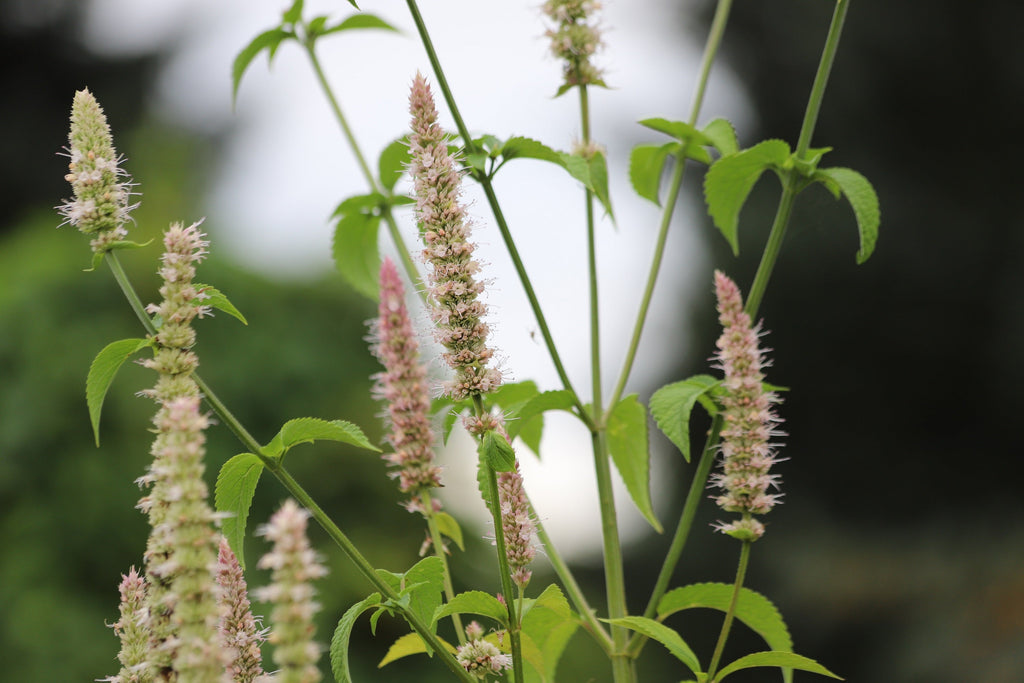 500 GIANT YELLOW HYSSOP Agastache Nepetoides Herb Flower Seeds