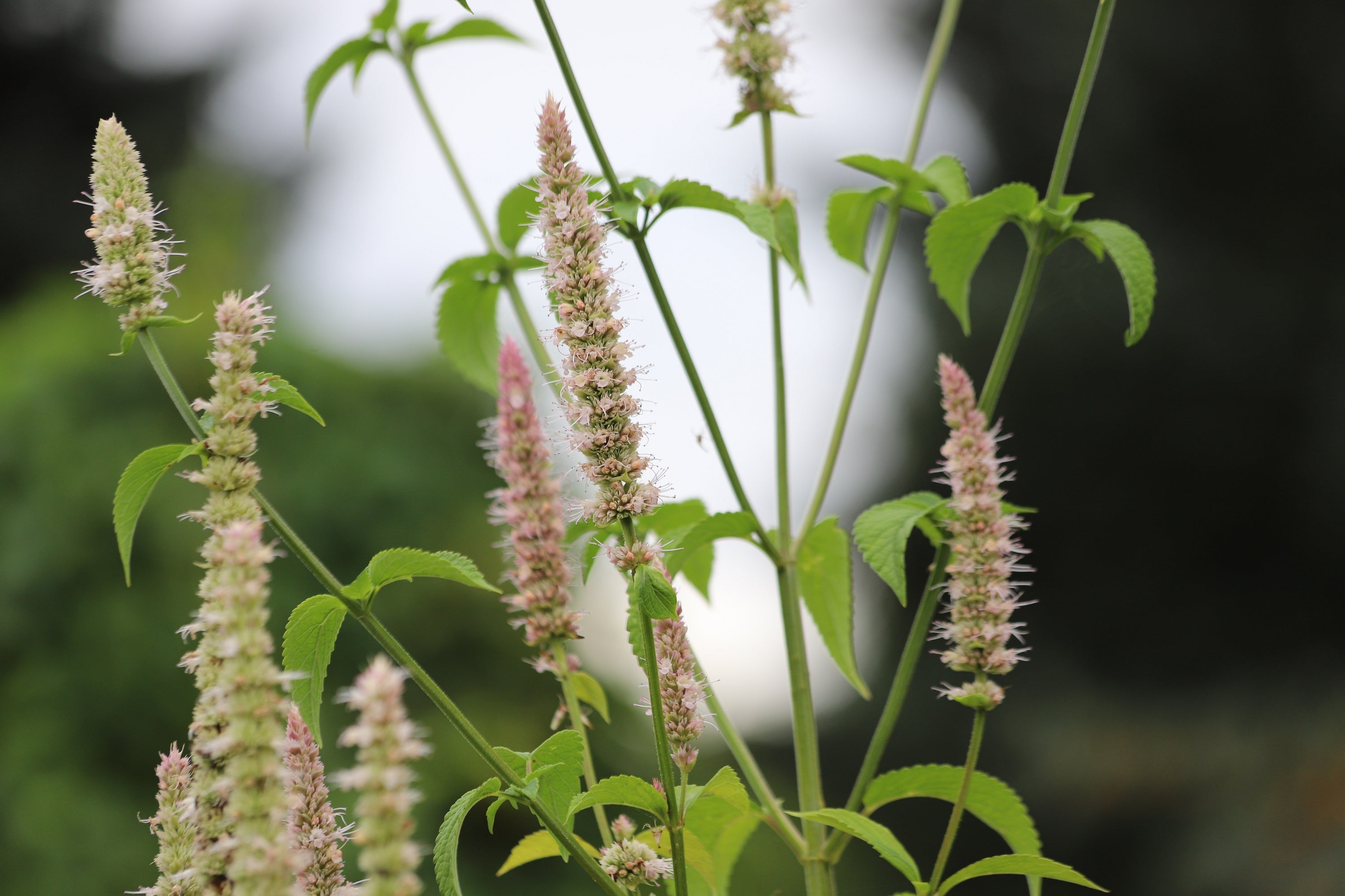 500 GIANT YELLOW HYSSOP Agastache Nepetoides Herb Flower Seeds