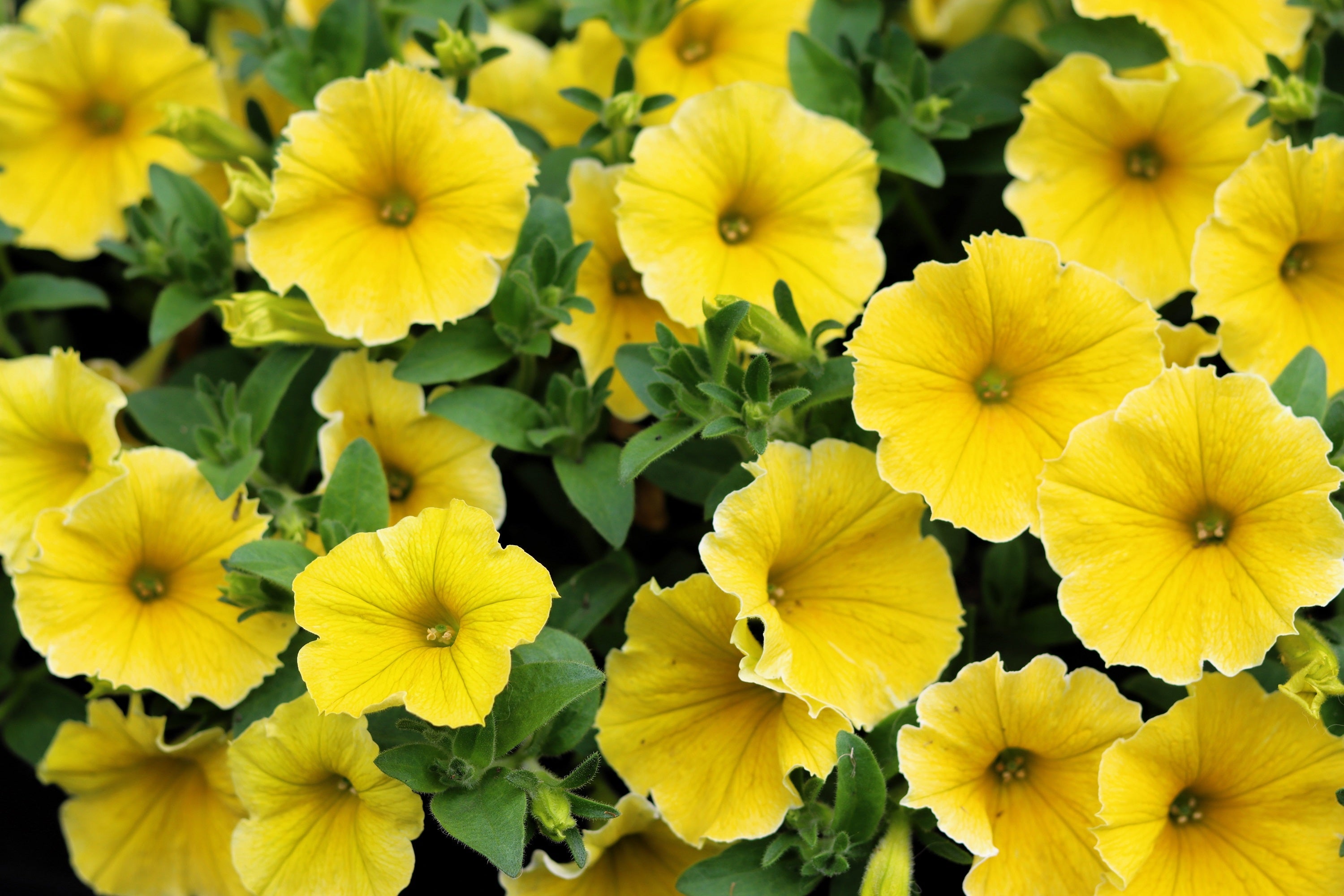 250 MIXED COLORS PETUNIA Flower Seeds