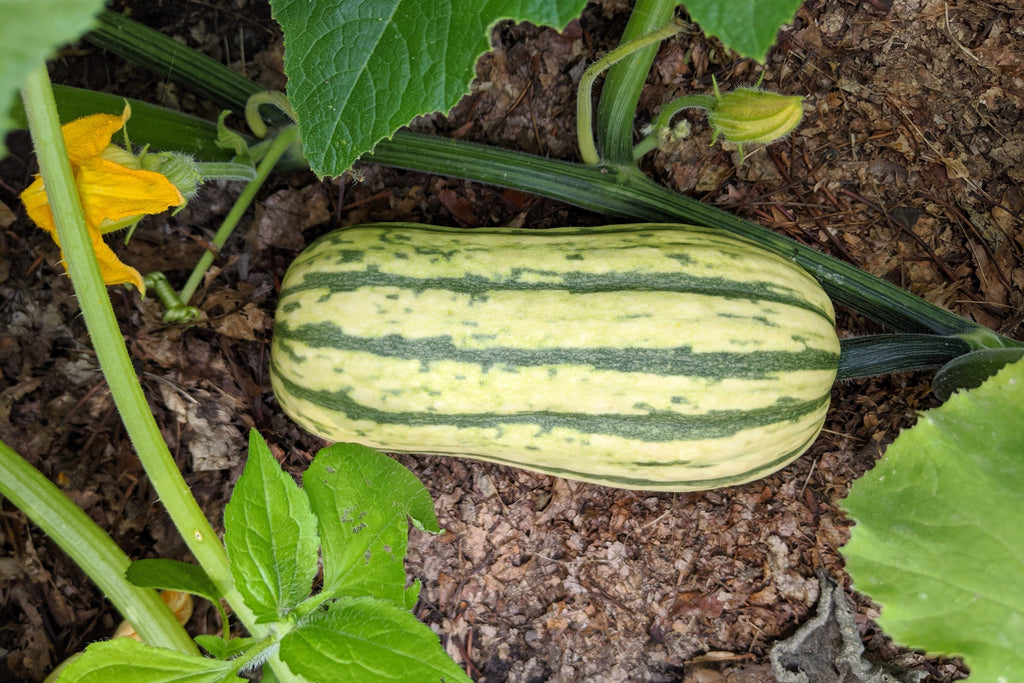 50 DELICATA SQUASH Striped Sweet Potato Cucurbita Pepo Vegetable Seeds