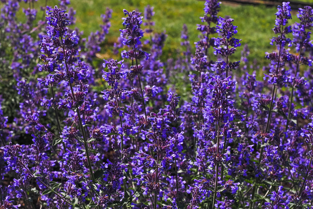 50 BLUE CATMINT Nepeta Mussinii Herb Flower Seeds