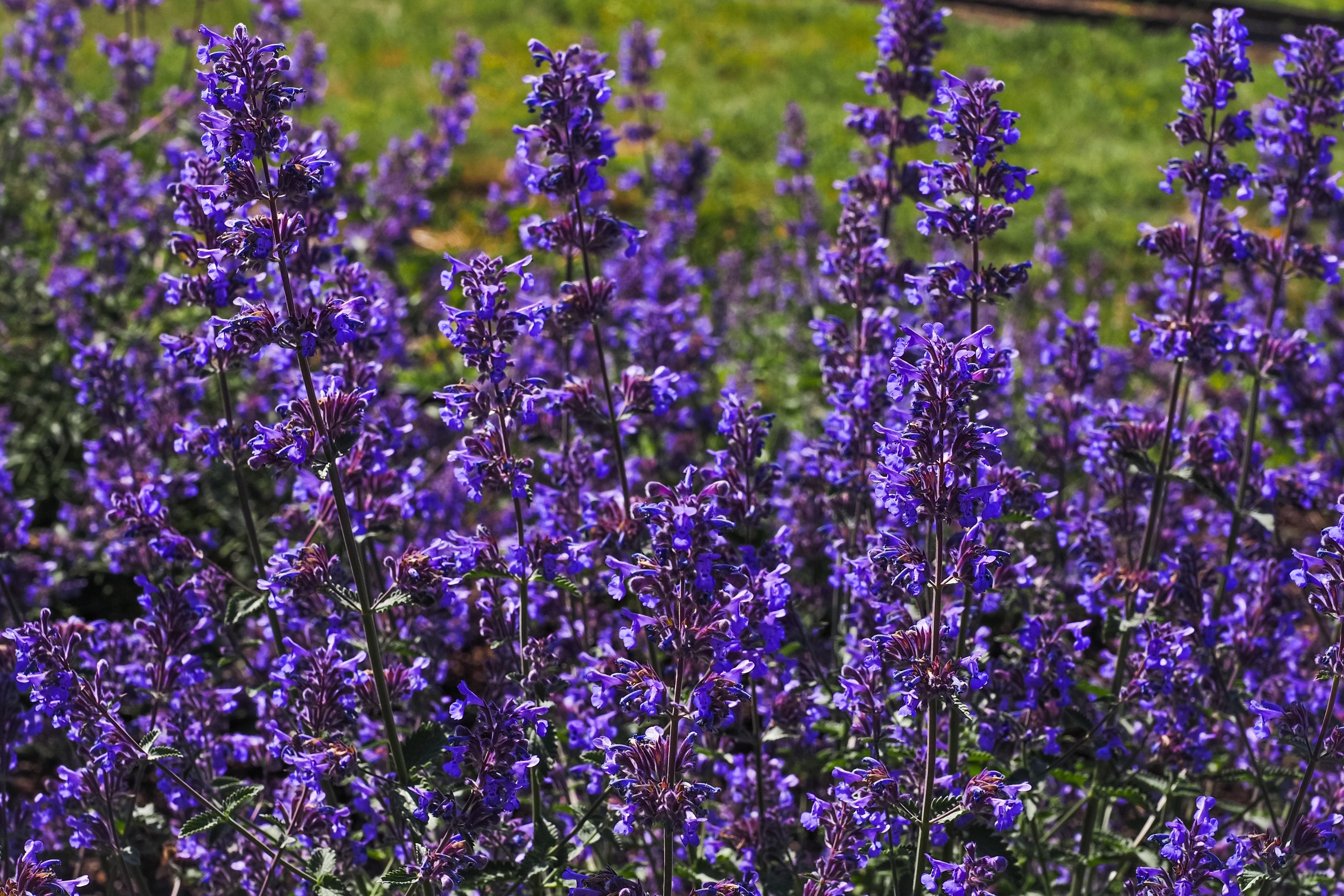 50 BLUE CATMINT Nepeta Mussinii Herb Flower Seeds