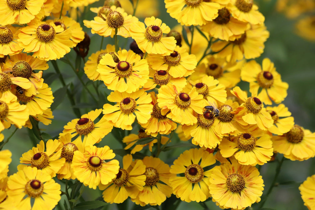 2000 AUTUMN SNEEZEWEED (Dogtooth Daisy / Helens Flower / Bittersweet) Helenium Autumnale Flower Seeds