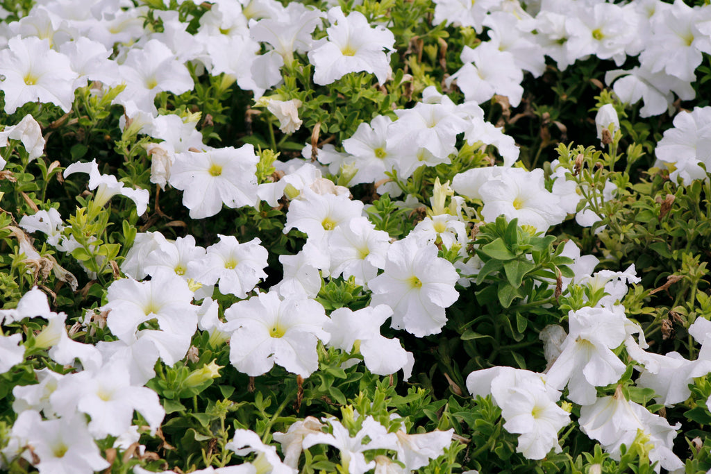 25 WHITE PETUNIA Grandiflora Flower Seeds