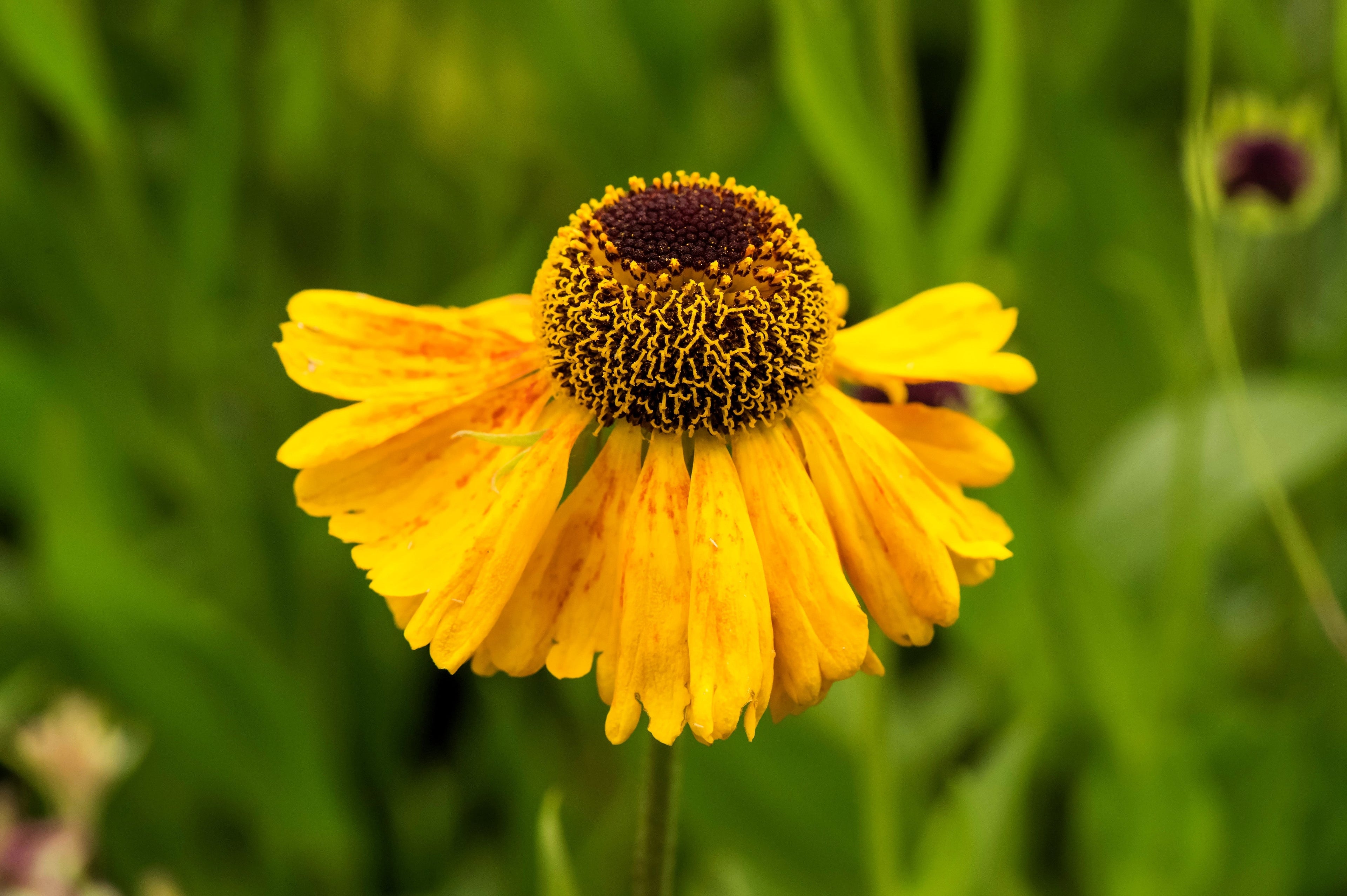 2000 AUTUMN SNEEZEWEED (Dogtooth Daisy / Helens Flower / Bittersweet) Helenium Autumnale Flower Seeds