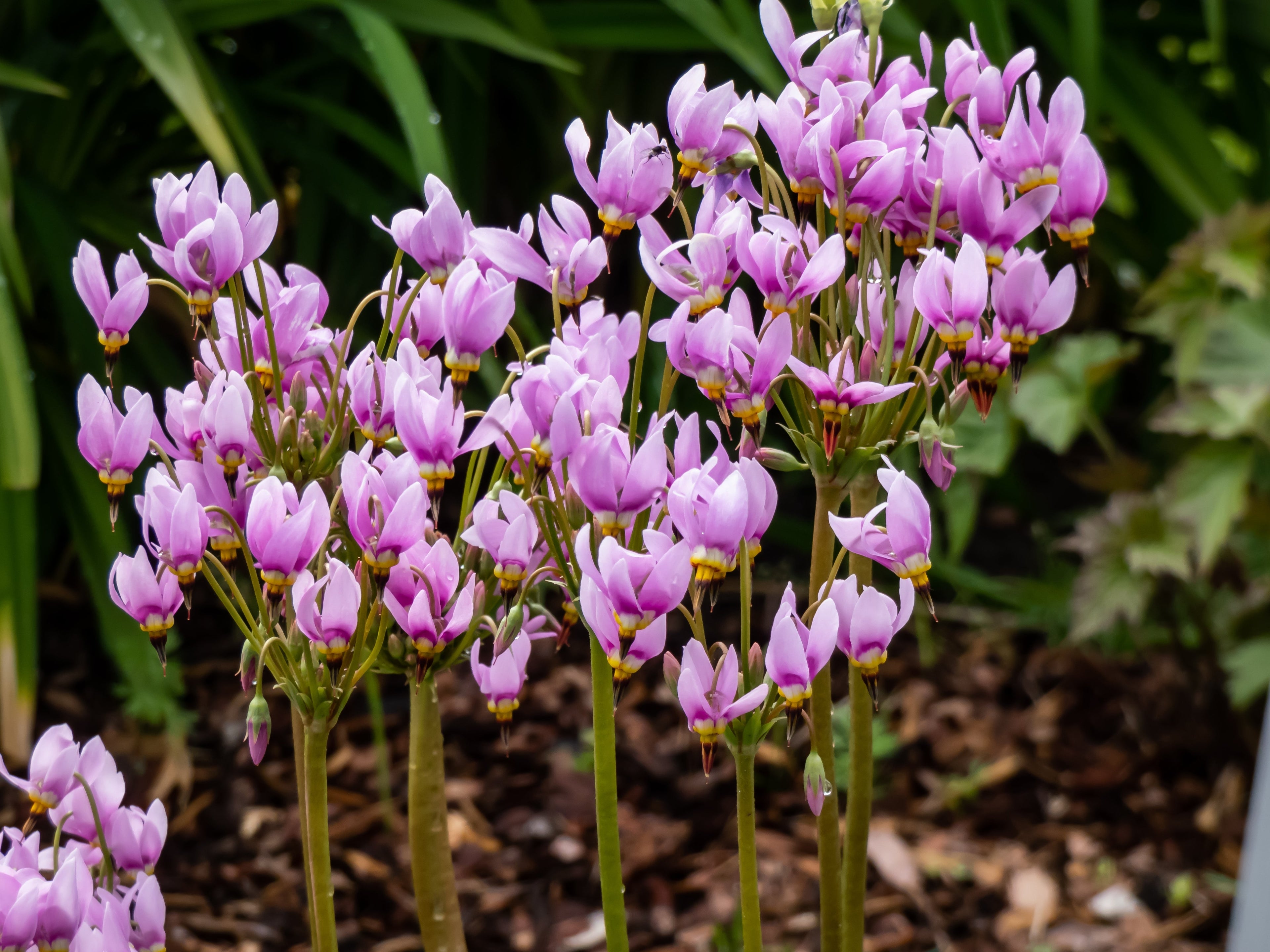 25 MIDLAND SHOOTING STAR (Flamingo Flower / Birds Bills / Prairie Pointer) Dodecatheon Meadia Flower Seeds