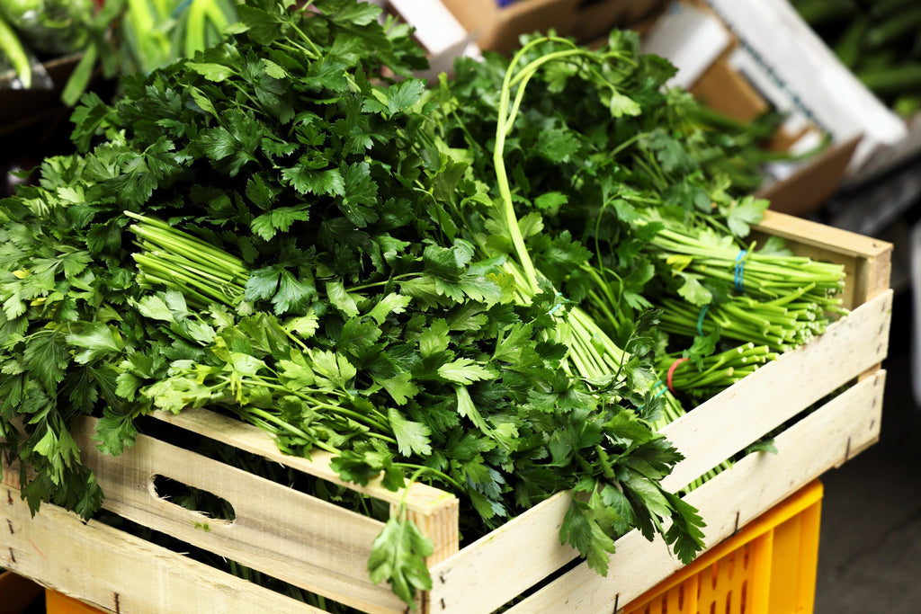 1000 GIANT ITALIAN Flat Leaf PARSLEY Petroselinum Crispum Neapolitanum Herb Vegetable Flower Seeds