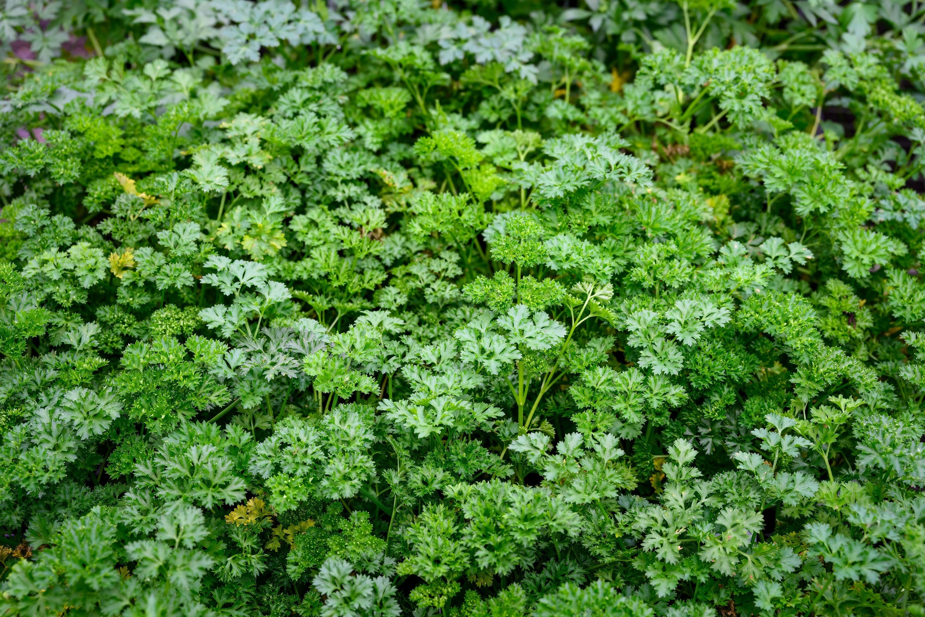 1500 FLAT LEAF PARSLEY Seeds Petroselinum Crispum Plain Single Italian Parsley Seeds