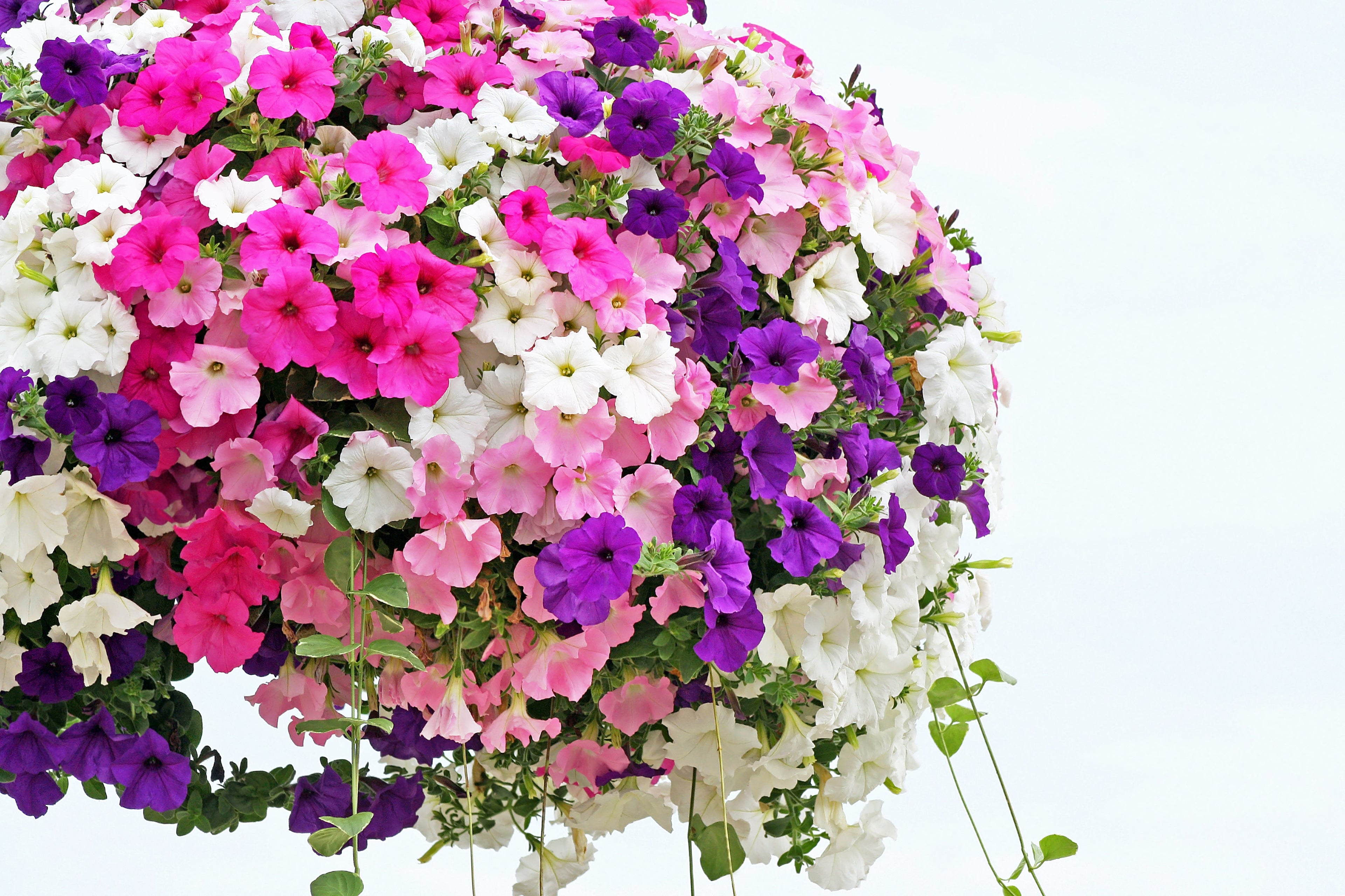 250 Mixed Colors DWARF PETUNIA Pink Red Purple White Bicolor Flower Seeds