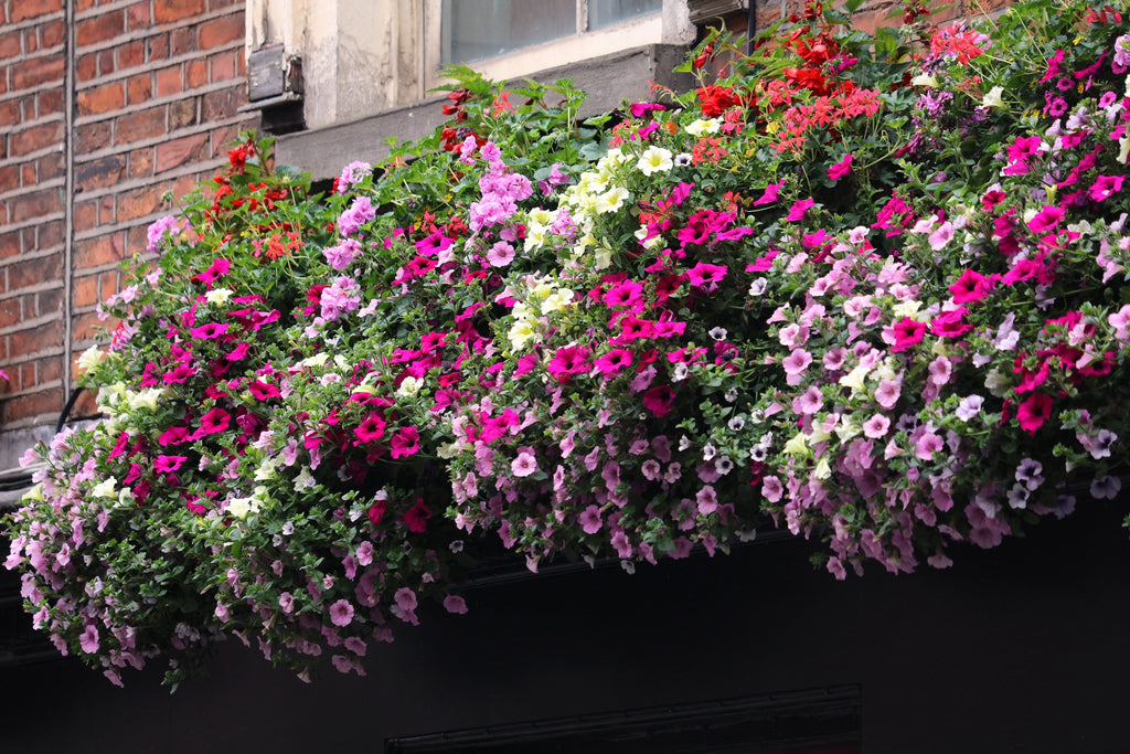 250 MIXED COLORS PETUNIA Flower Seeds