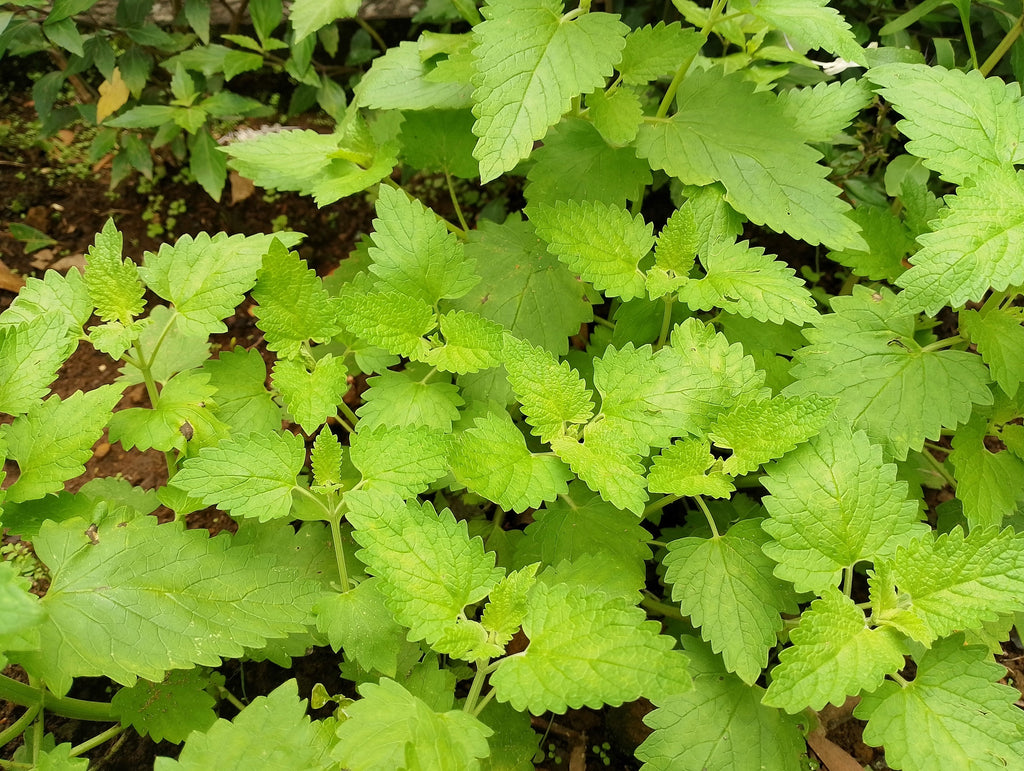 1000 HEIRLOOM CATNIP Nepeta Cataria Herb Flower Seeds