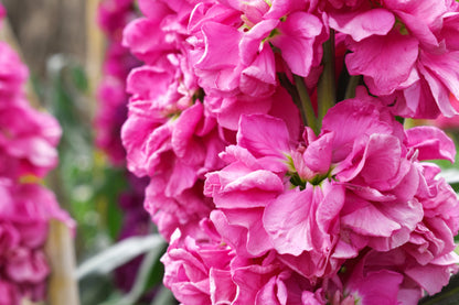 50 Rose PINK STOCK Matthiola Incana Ten-Week Gillyflower Seeds