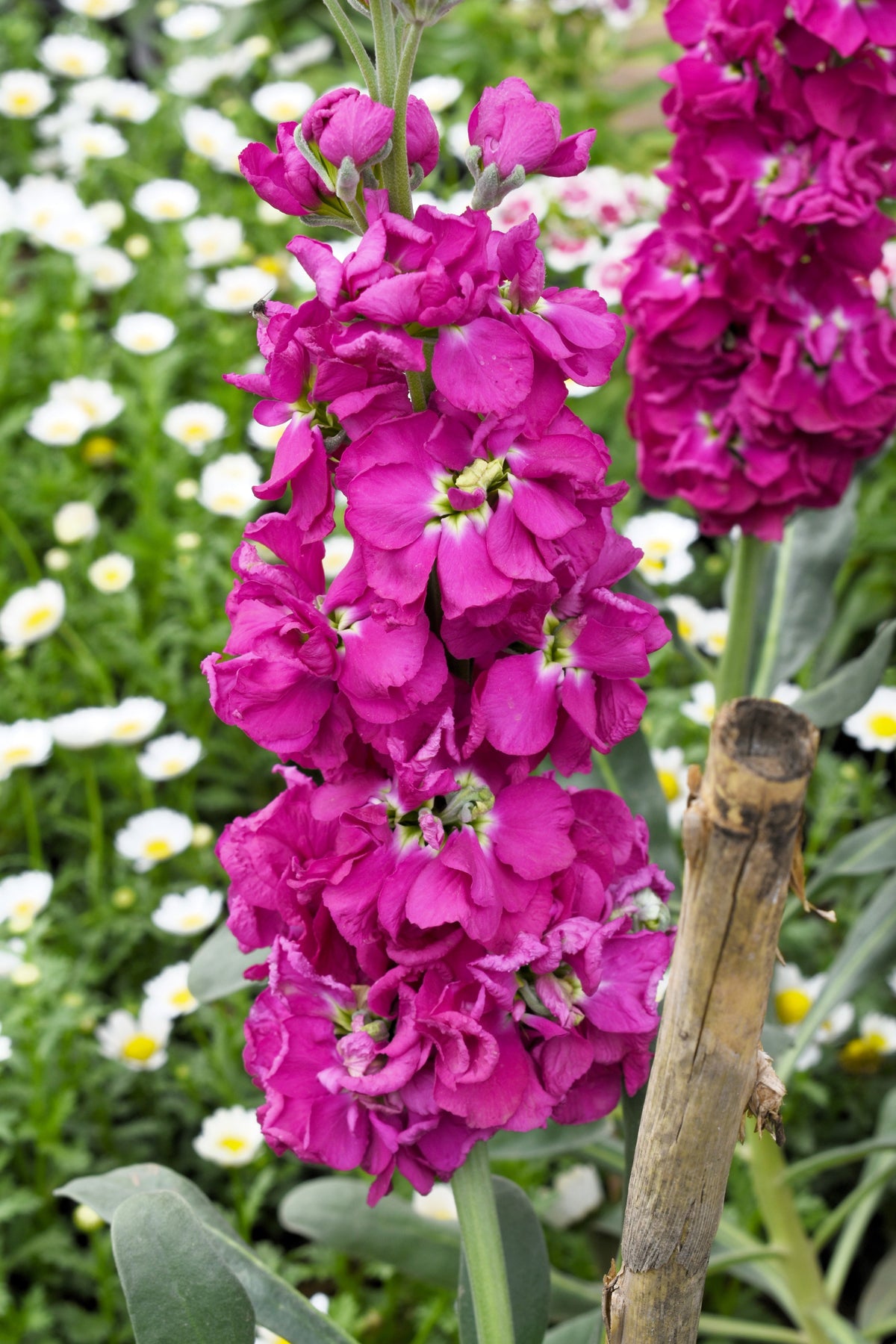 50 Rose PINK STOCK Matthiola Incana Ten-Week Gillyflower Seeds