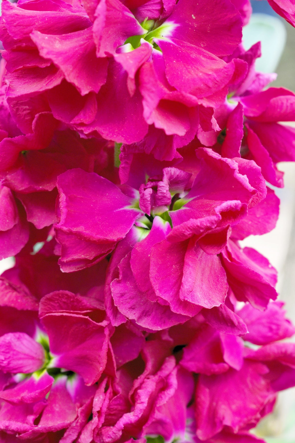 50 Rose PINK STOCK Matthiola Incana Ten-Week Gillyflower Seeds