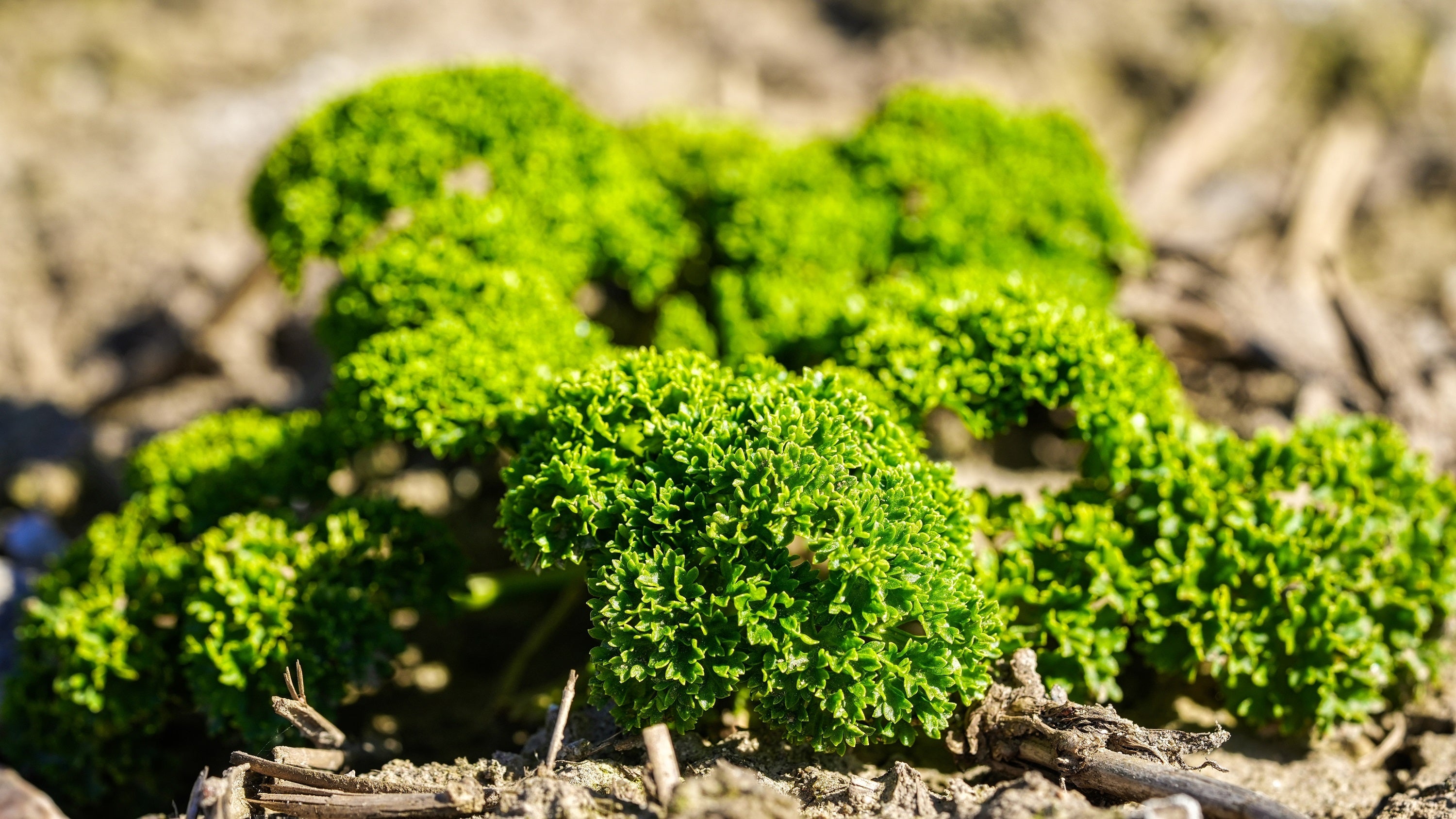 1000 MOSS CURLED PARSLEY Petroselinum Crispum Herb Vegetable Flower Seeds