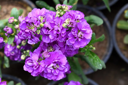 50 BLUE STOCK Matthiola Incana Ten-Week Gillyflower Seeds