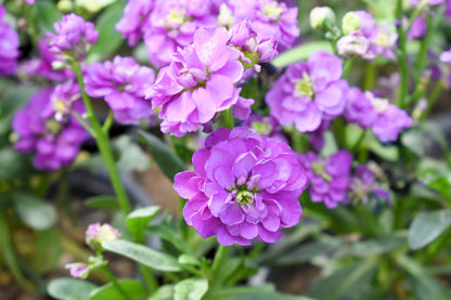 50 BLUE STOCK Matthiola Incana Ten-Week Gillyflower Seeds