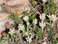 150 White PUSSYTOES Cats Paws Antennaria Flower Seeds