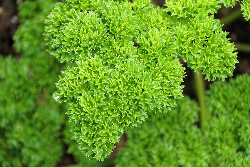 1000 MOSS CURLED PARSLEY Petroselinum Crispum Herb Vegetable Flower Seeds