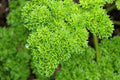 1000 MOSS CURLED PARSLEY Petroselinum Crispum Herb Vegetable Flower Seeds