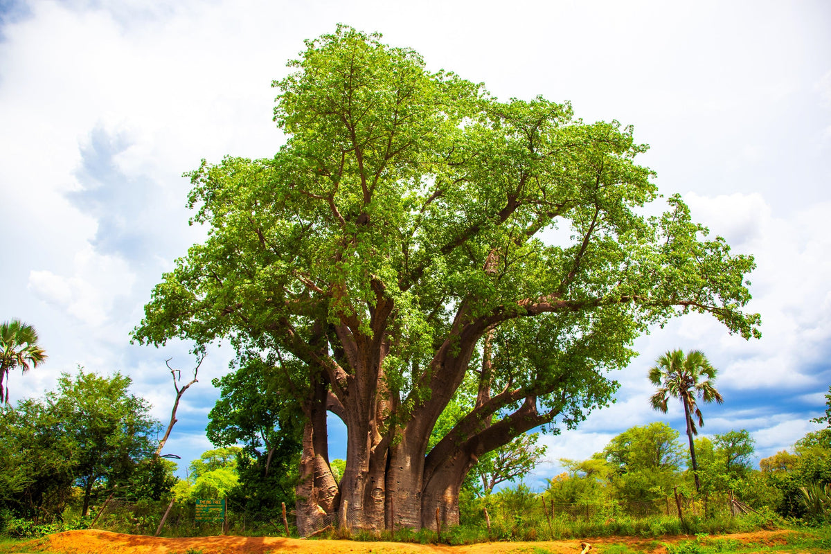 1000 BULK African BAOBAB TREE Adansonia Digitata Monkey Bread Judas Fruit Seeds