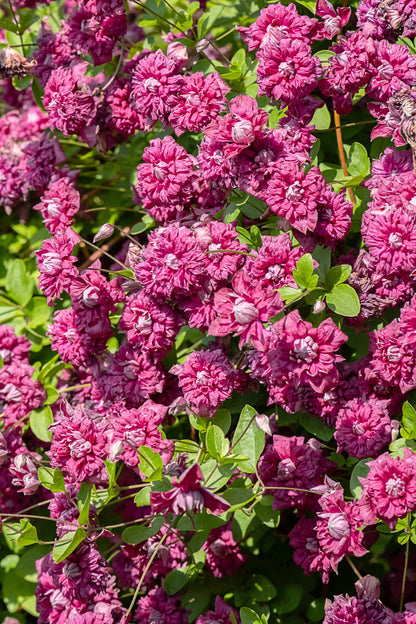 10 MIXED HYBRID CLEMATIS Hybrida Red Purple Pink Blue Bicolor Flower Vine Seeds