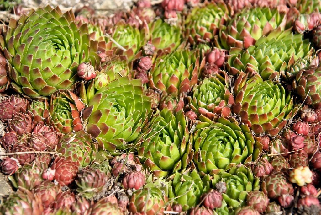 50 MOUNTAIN HOUSELEEK Hens & Chicks Sempervivum Montanum Green Red / Pink Flower Houseplant Seeds