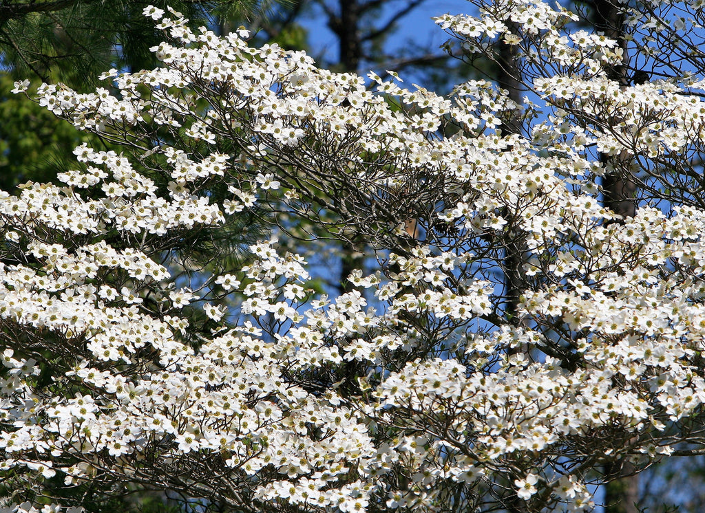 10 American WHITE FLOWERING DOGWOOD Small Tree Cornus Florida Seeds