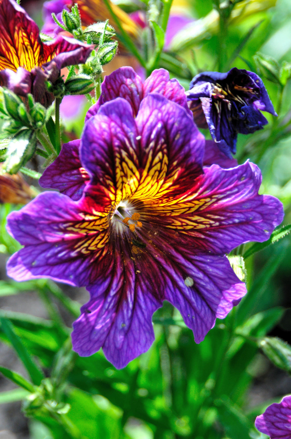 200 Mixed Colors PAINTED TONGUE (Velvet Trumpet Flower) Salpiglossis Grandiflora Virgiana Flower Seeds
