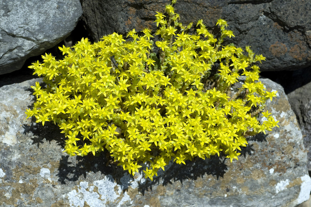 200 GOLDEN CARPET SEDUM Acre Gold Moss Stonecrop Flower Seeds