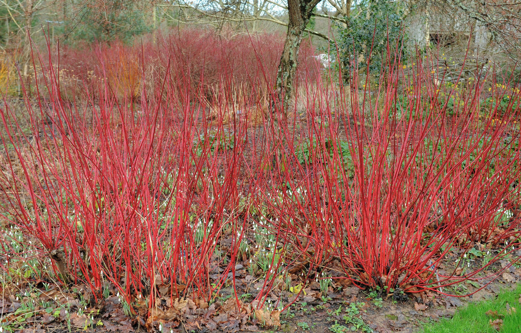 20 RED TWIG DOGWOOD American Red Osier Shrub White Flower Cornus Sericea Seeds