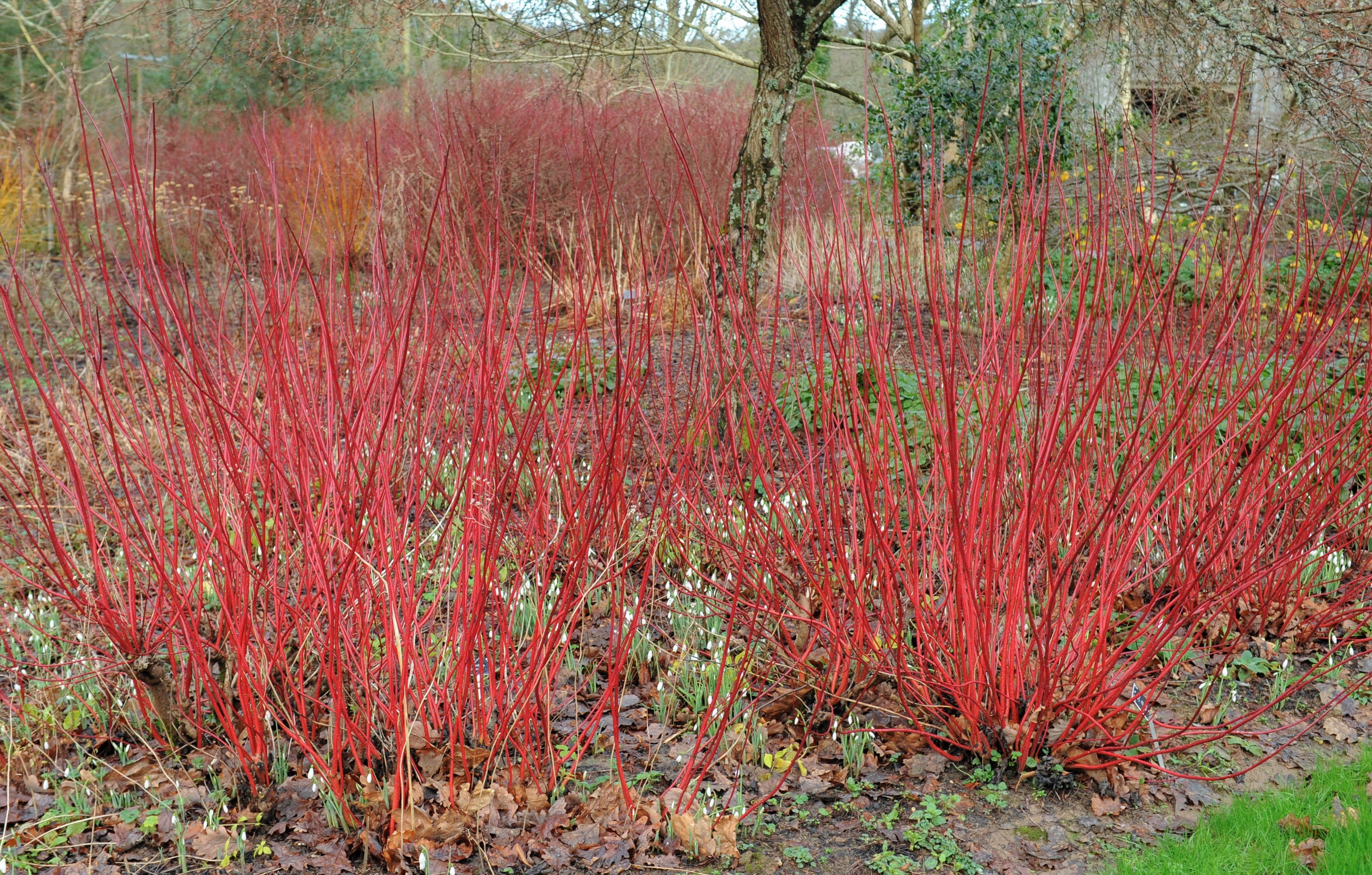 20 RED TWIG DOGWOOD American Red Osier Shrub White Flower Cornus Sericea Seeds