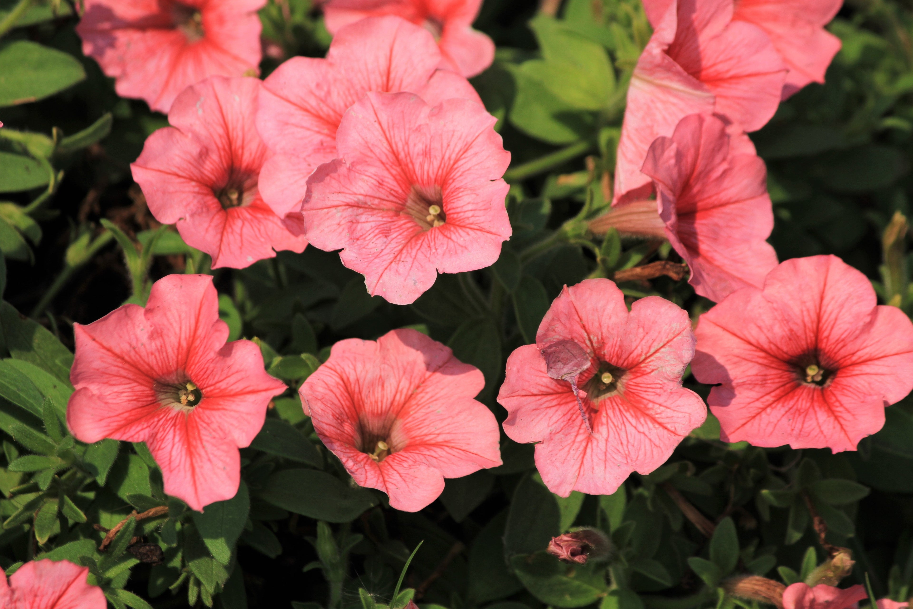 25 SALMON PETUNIA Grandiflora Flower Seeds