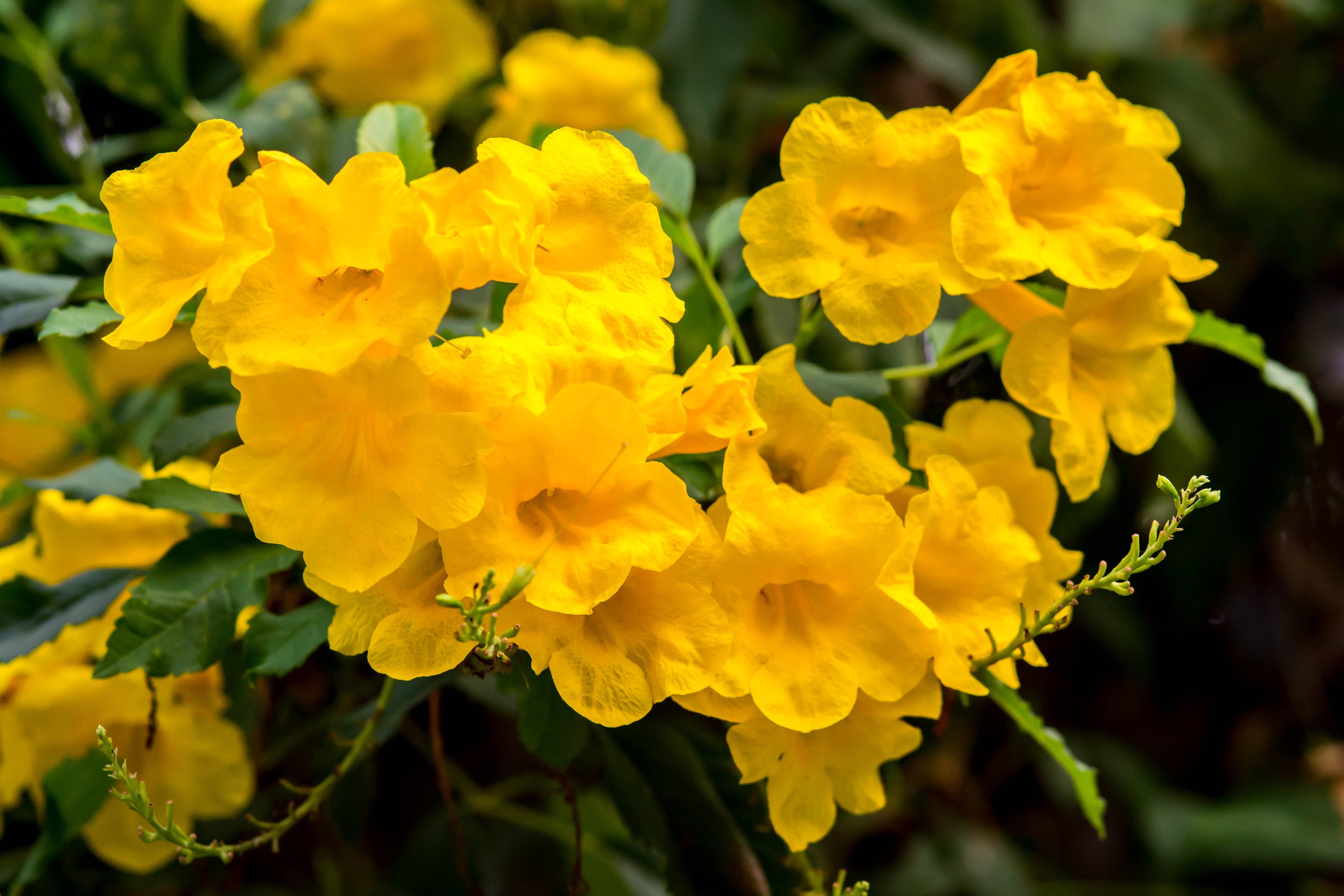 10 TECOMA STANS (Yellow Trumpetbush / Yellow Bells / Yellow Elder / Esperanza) Flower Shrub Bush Seeds