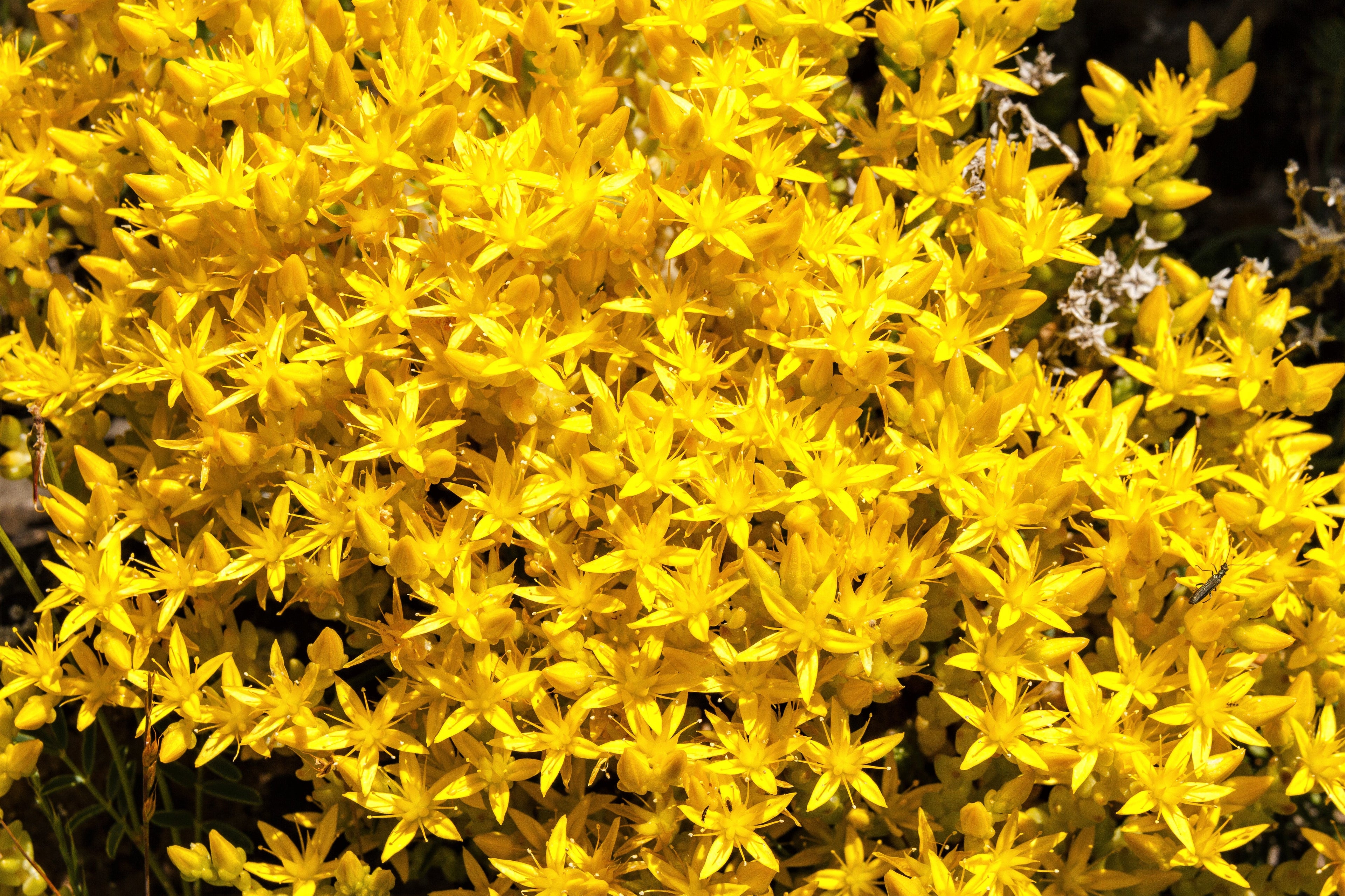 200 GOLDEN CARPET SEDUM Acre Gold Moss Stonecrop Flower Seeds