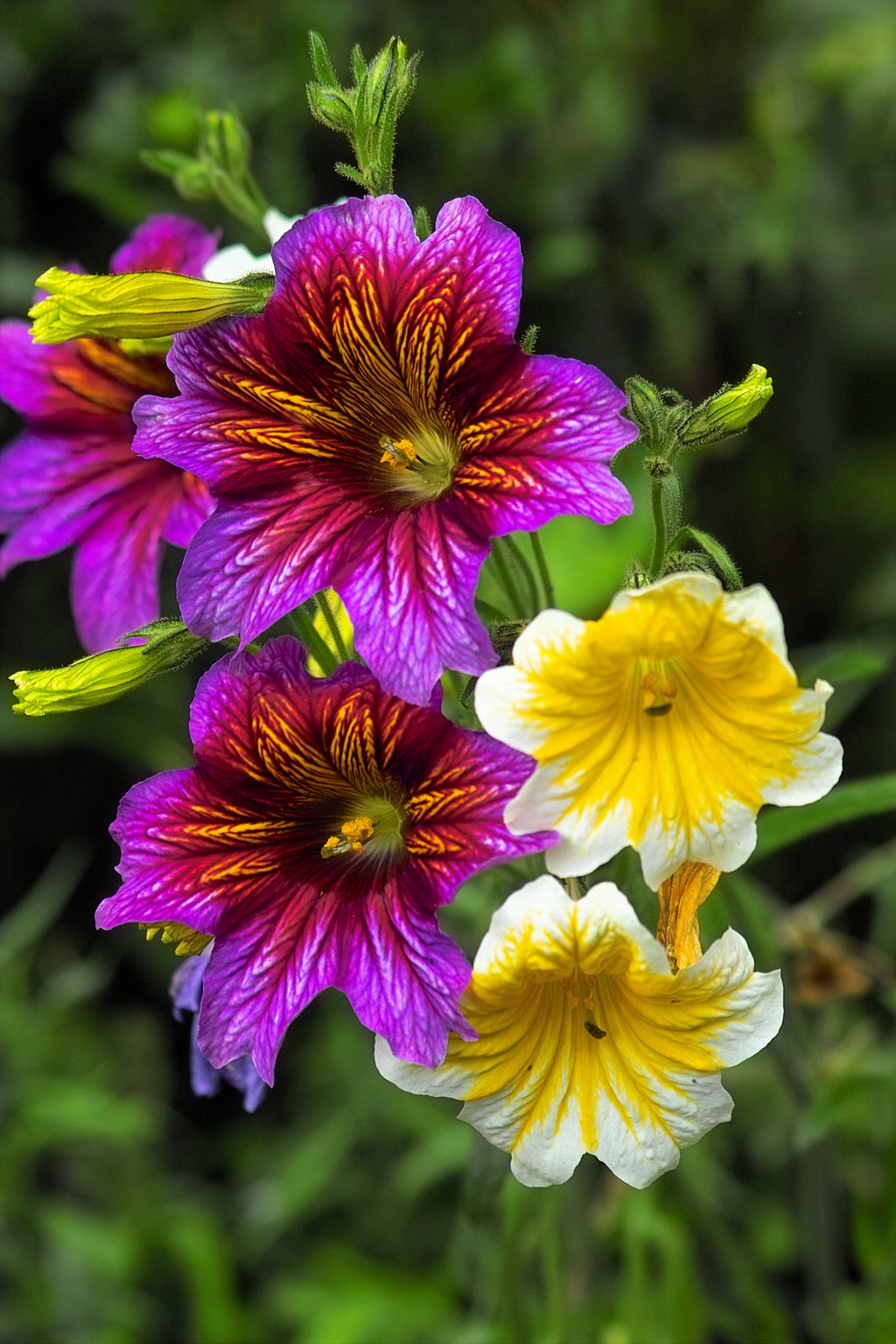 200 Mixed Colors PAINTED TONGUE (Velvet Trumpet Flower) Salpiglossis Grandiflora Virgiana Flower Seeds